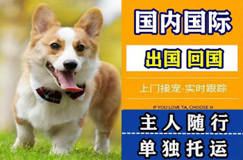 伊春市宠物托运公司伊春市宠物托运公司伊春市宠物托运公司