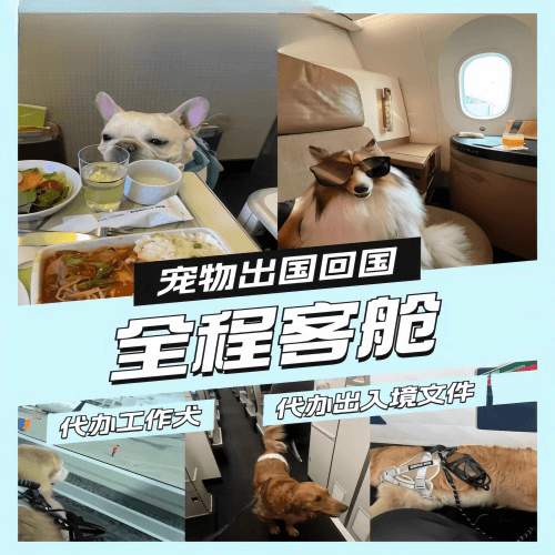伊春市宠物托运到白俄罗斯宠物入境规定和要求