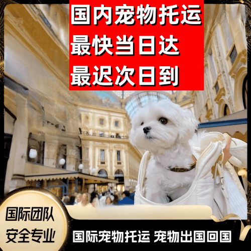 伊春市到澳大利亚（澳洲）宠物入境规定和要求