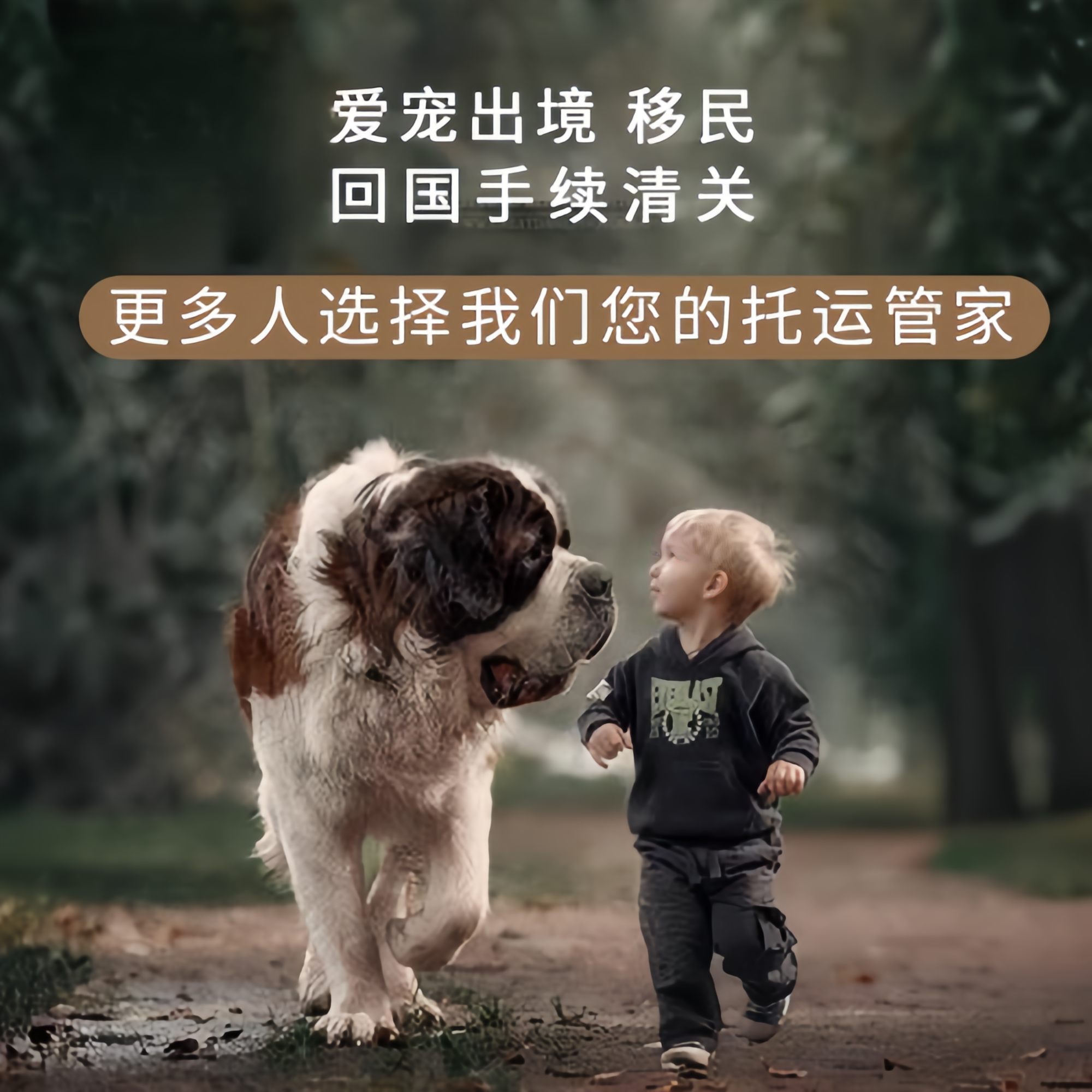 满财伊春市宠物全球达宠物托运在遵守入境目的地政策的条件